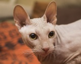 донской сфинкс кошка